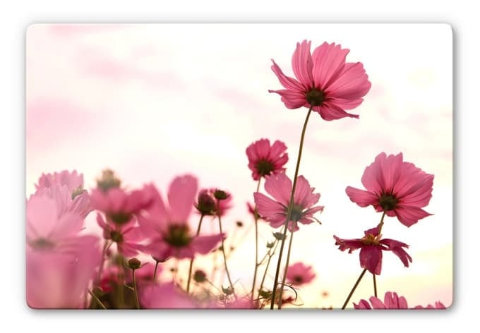 Stampa su vetro - Cosmee rosa