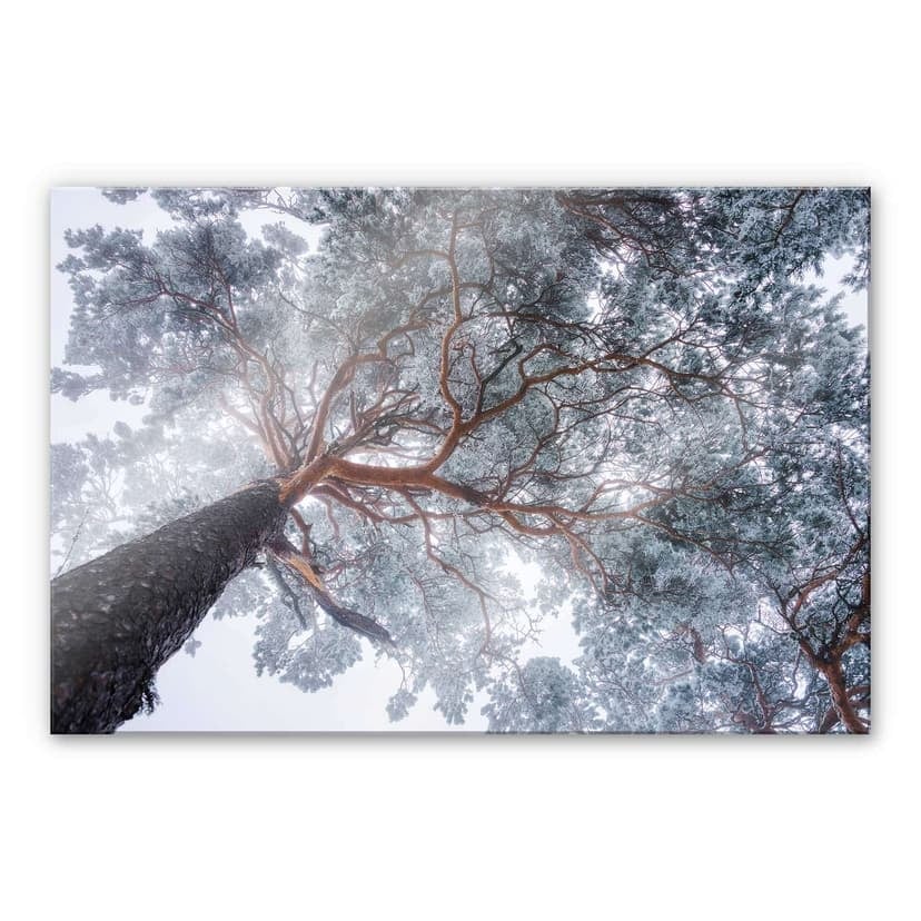 Stampa su vetro acrilico Krivec - Albero in inverno