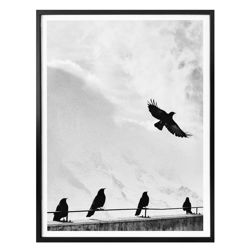 Poster - Libero come un uccello