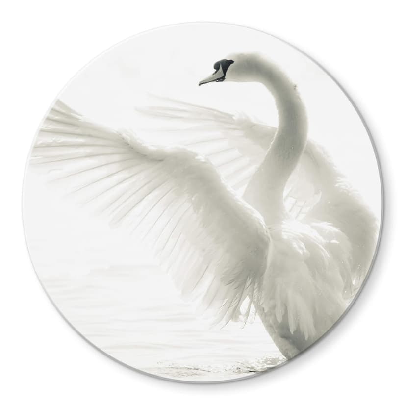 Cigno maestoso - tondo