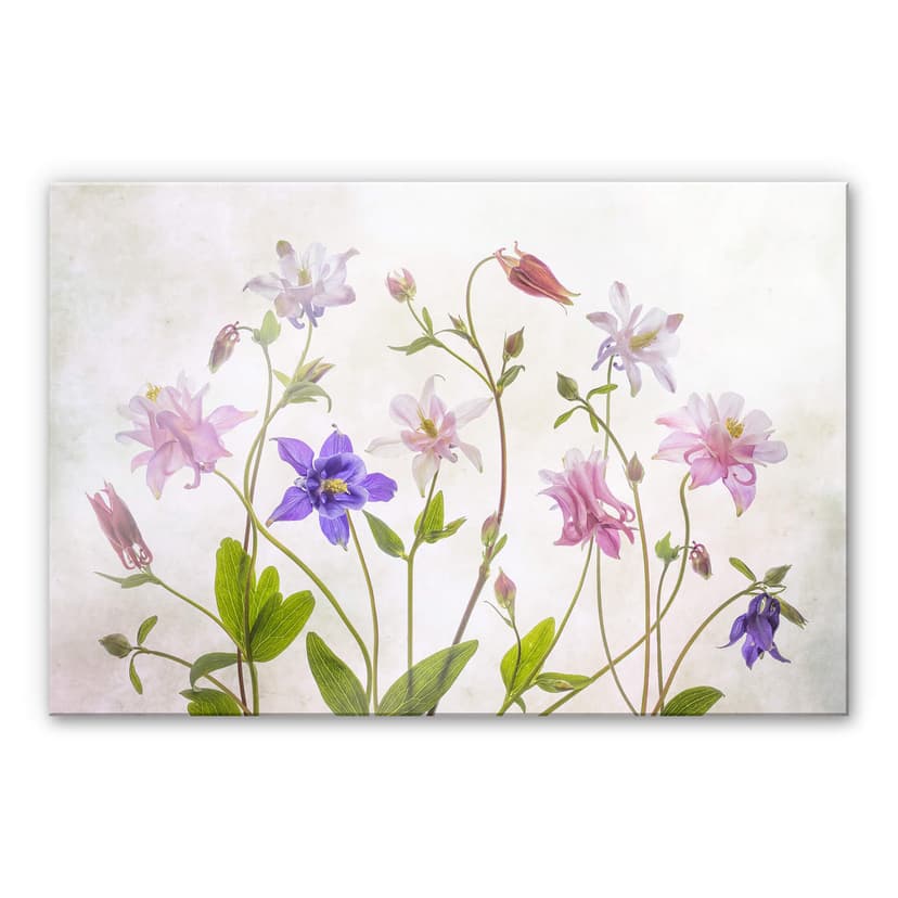 Stampa su vetro acrilico Disher - Il bouquet