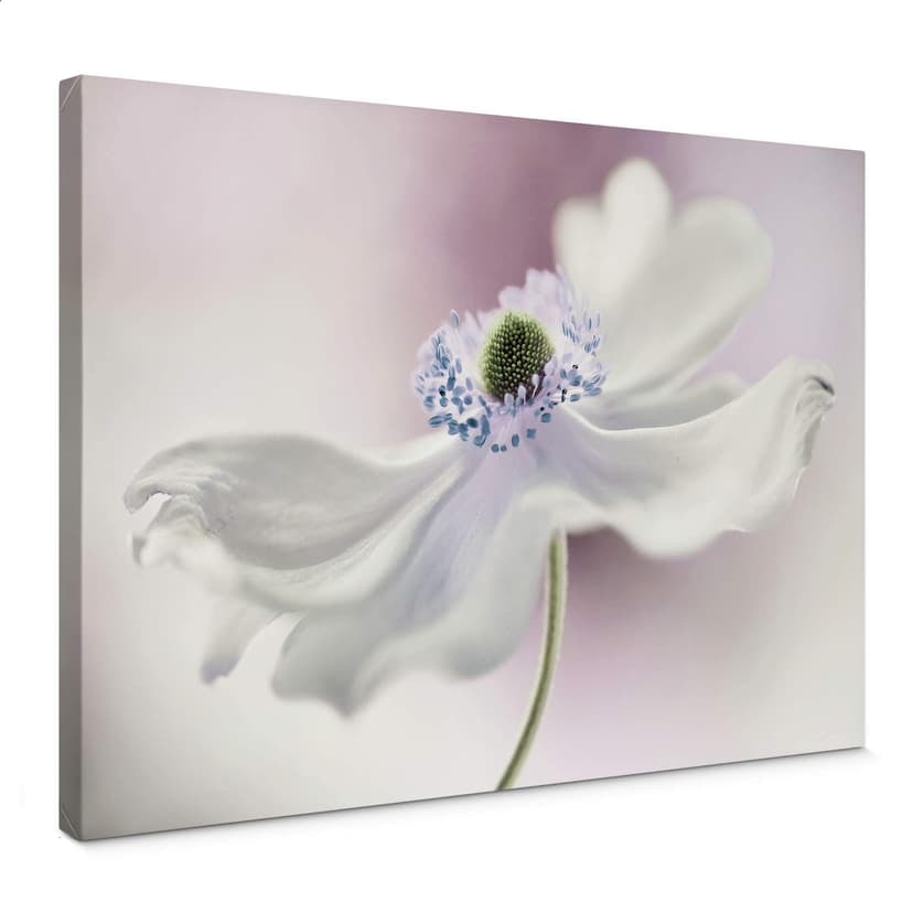 Stampa su tela Disher - Anemone