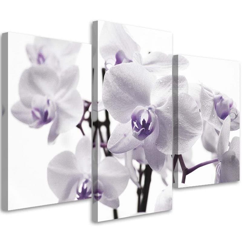 Stampa su tela 3 pezzi, fiore di orchidea viola