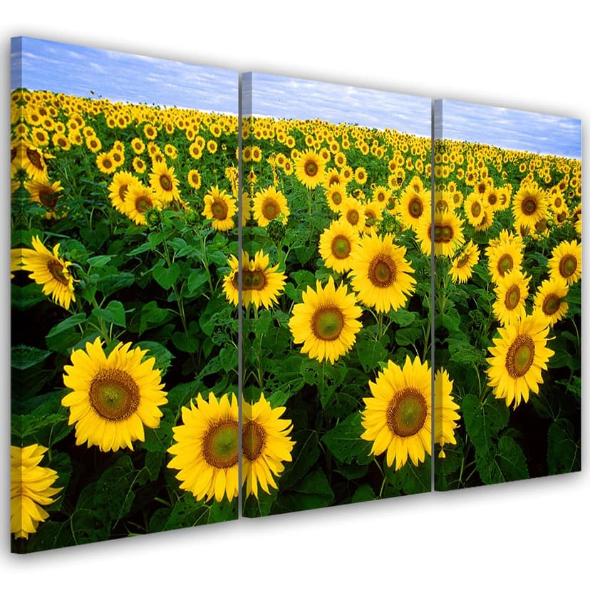 Stampa su tela 3 pezzi, prato di girasoli