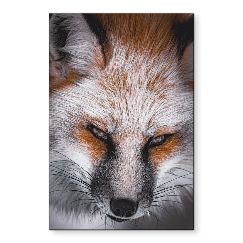Stampe per pareti con ritratto di animale volpe rossa - alluminio dibond - Nagi