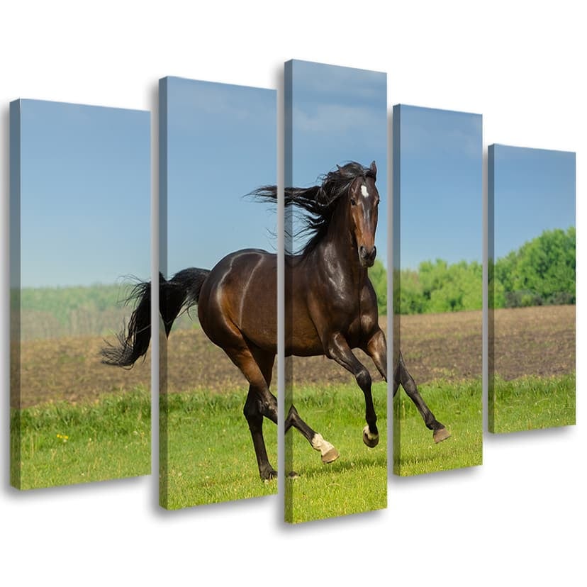 Stampa su tela 5 pezzi, cavallo al galoppo prato