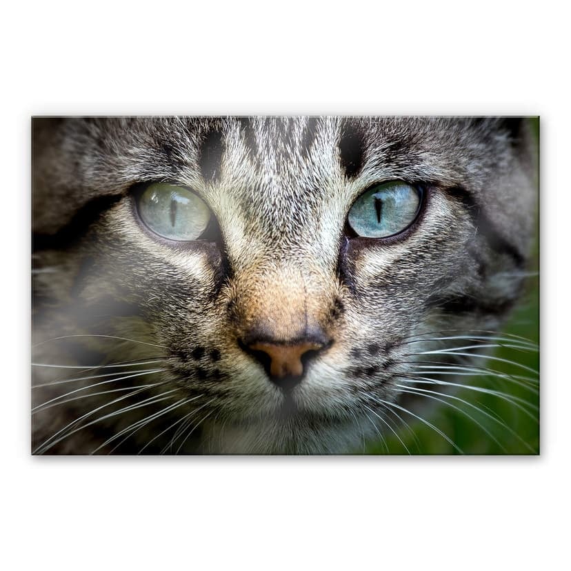 Stampa su vetro acrilico Cuadrado - Occhi di gatto