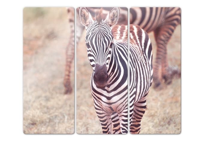 Puledro di zebra (3 parti)