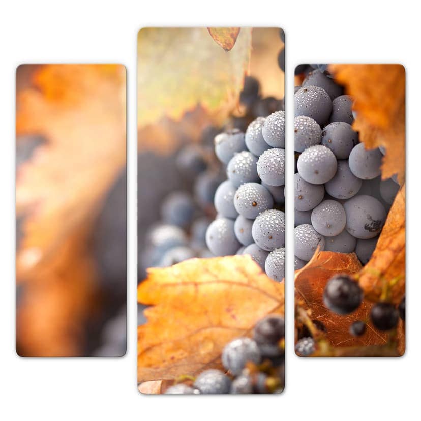 La vite in autunno (3 parti)