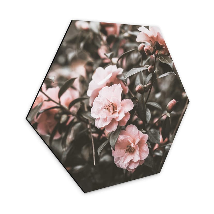 Esagoni Alu-Dibond Annie - Rose