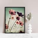 Poster - Cosmee rosa