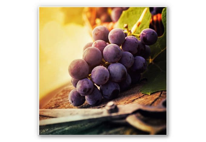Stampa su Forex - Vendemmia