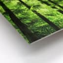 Stampa su Forex - Luce solare nel bosco di bambù