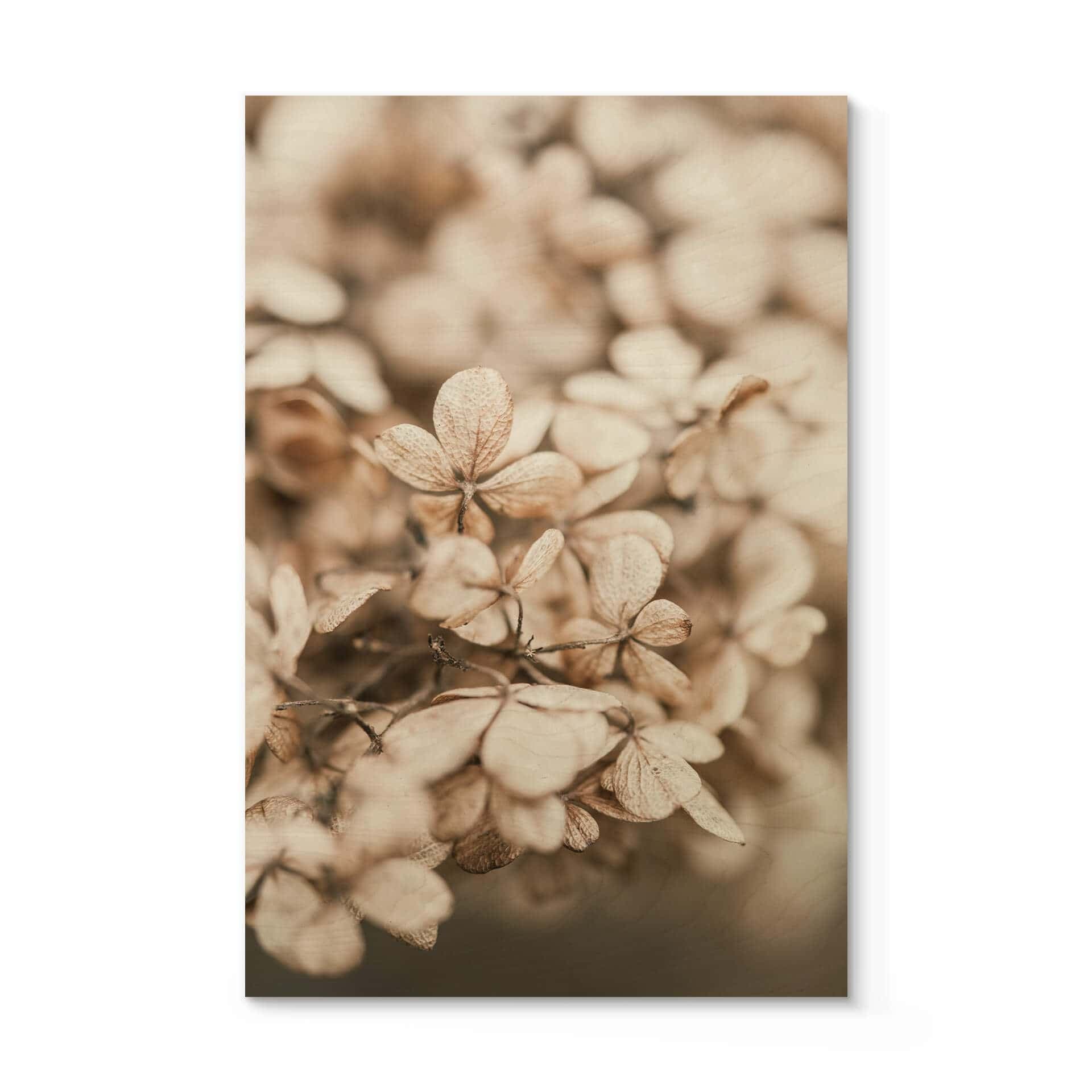 Stampa su legno Annie - Fiori di velluto