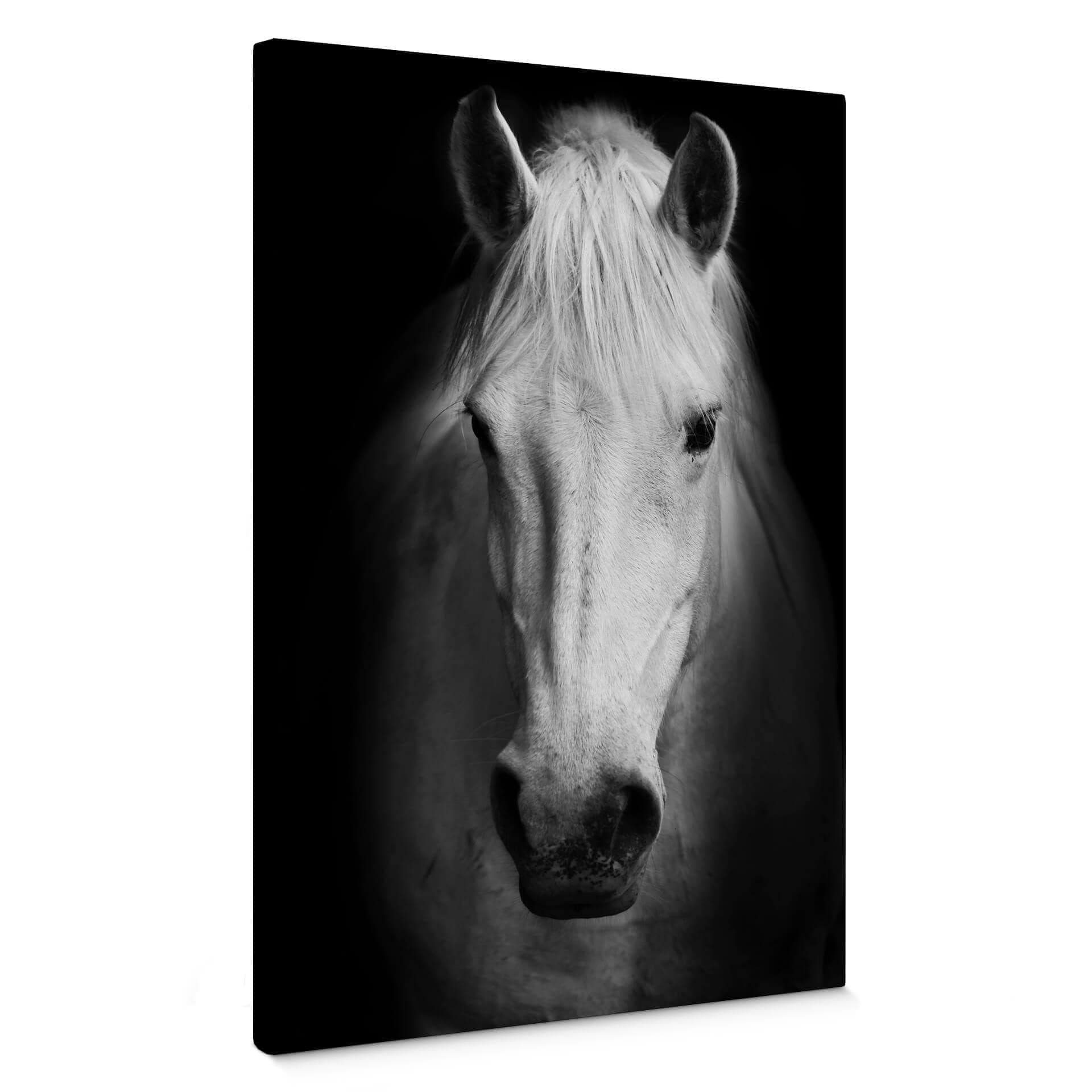Cavallo bianco