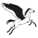 Adesivo murale - Cavallo Pegaso
