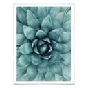 Poster - Agave 02