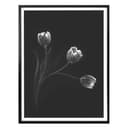 Poster Pan - Tulipani