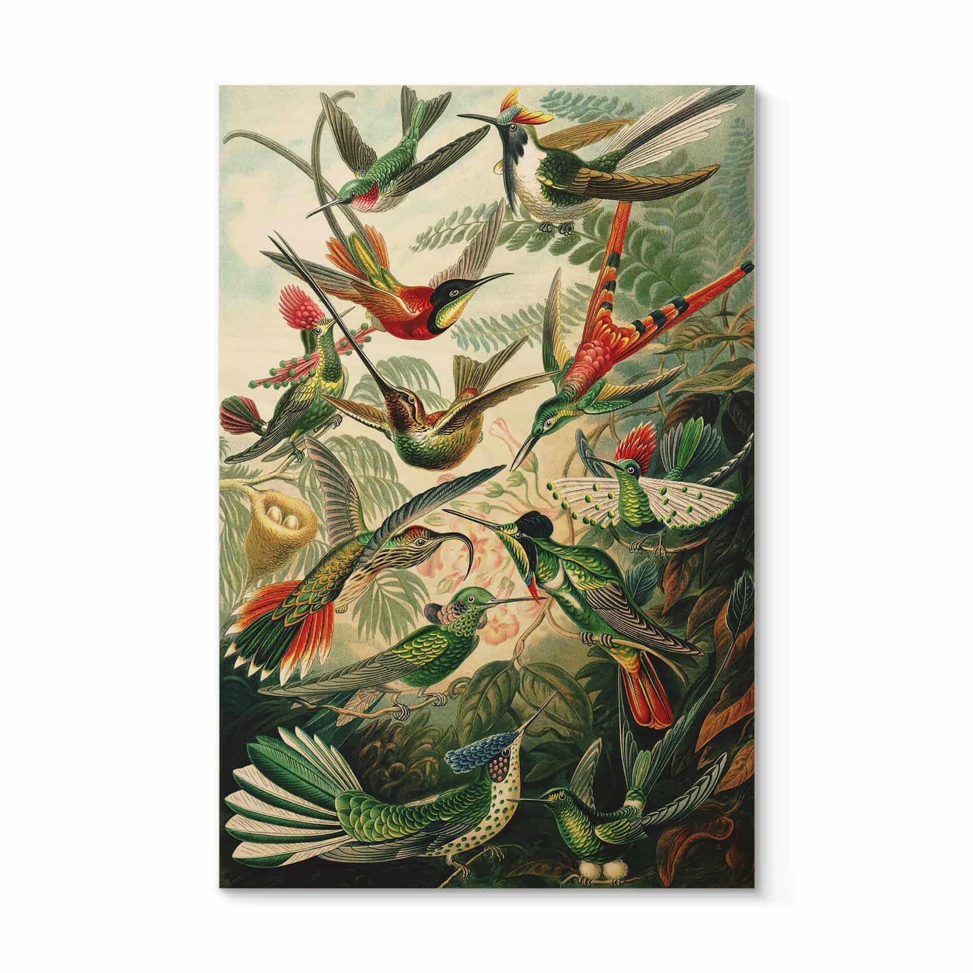 Stampa su legno Haeckel - Colibrì