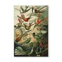 Stampa su legno Haeckel - Colibrì