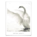 Poster Cigno - Natural Beauty