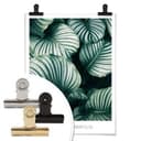 Poster Calathea Orbifolia