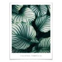 Poster Calathea Orbifolia