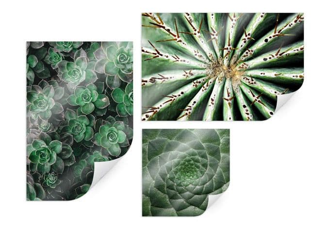 Poster - Piante succulente (3 parti)