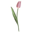 Adesivo murale - Tulipano rosa 