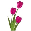 Adesivo murale – Tulipani rosa