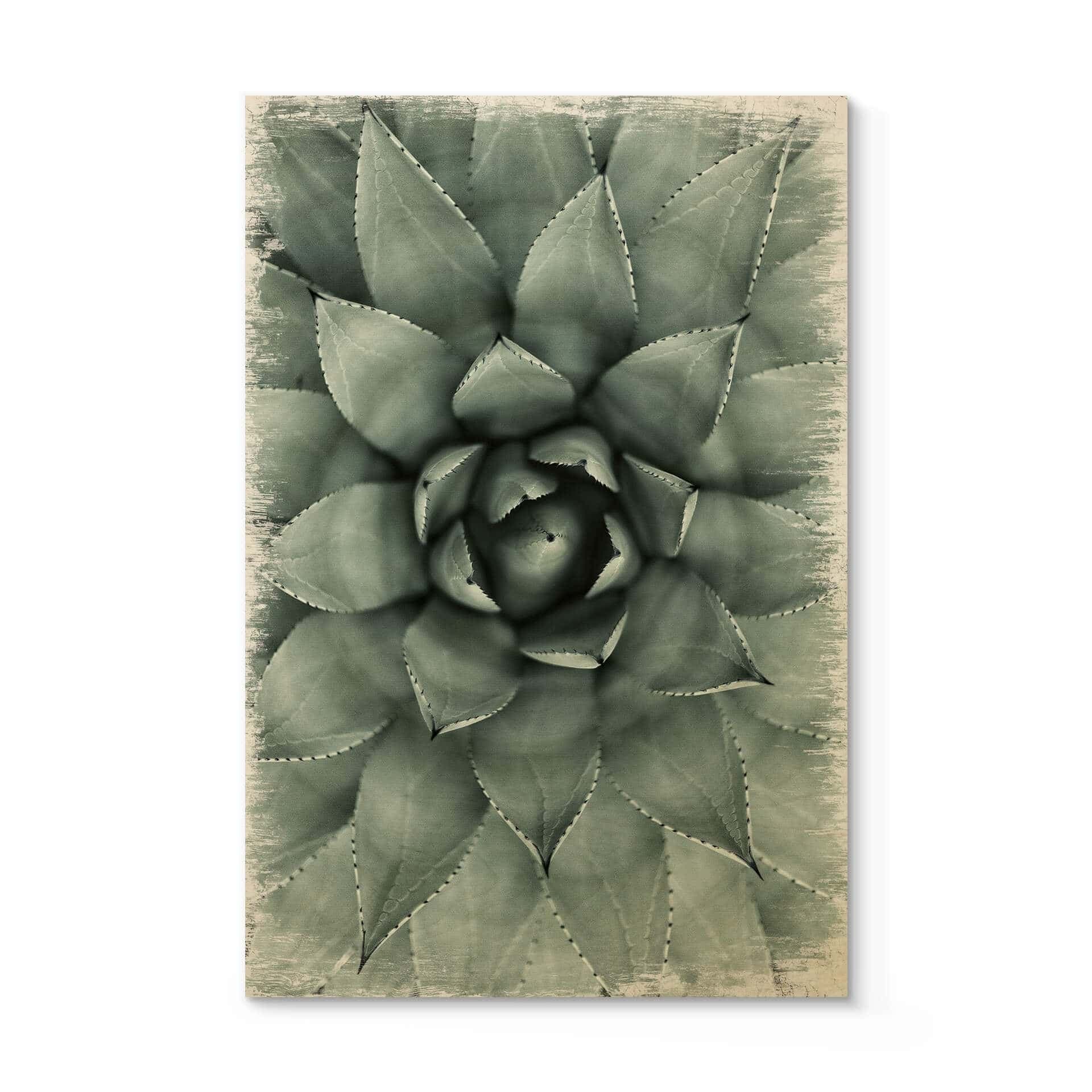 Stampa su legno Agave 02