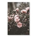 Stampa su vetro Annie - Rose