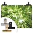 Poster - Foresta soleggiata 2