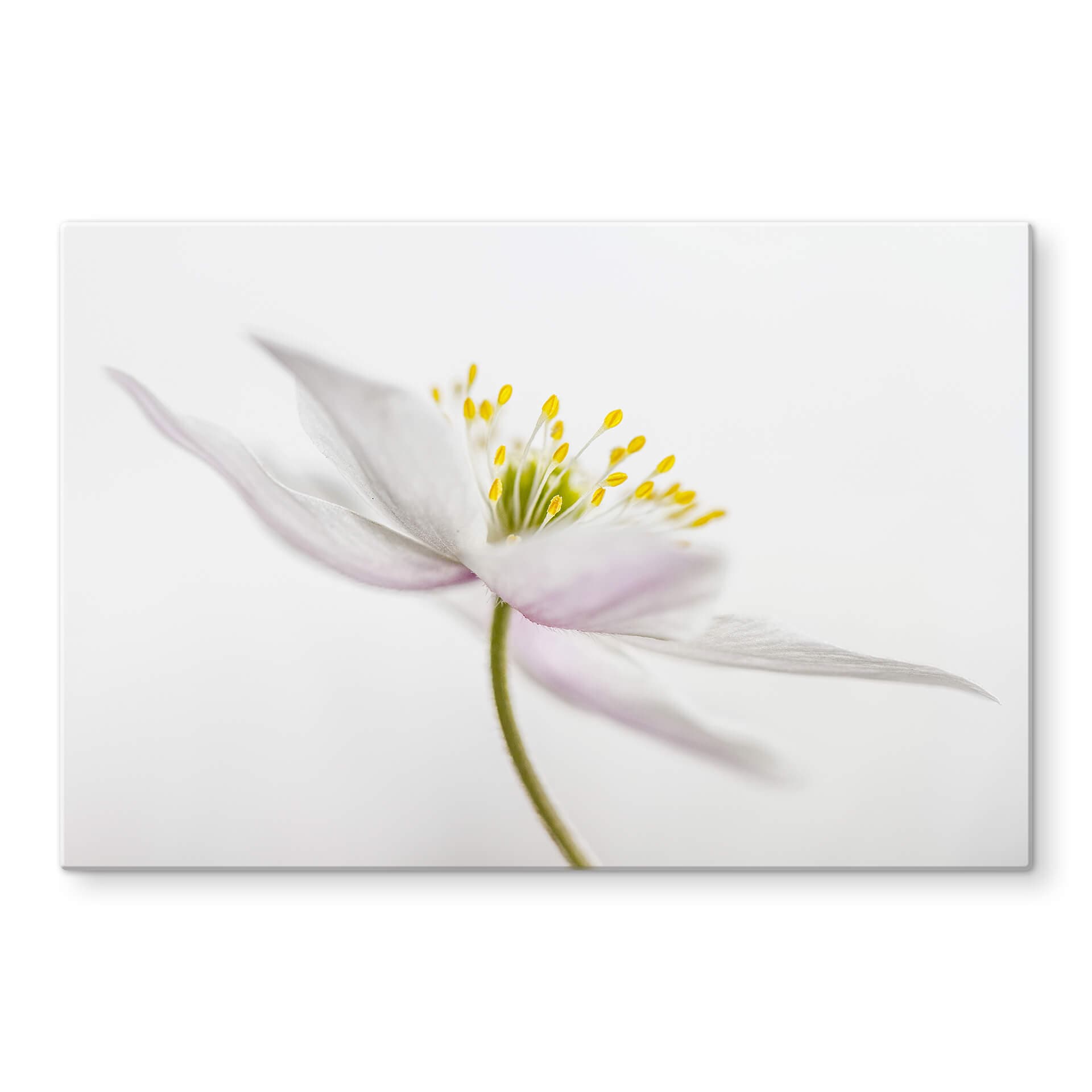 Glasbild Disher - Nemorosa