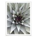 Poster - Agave 01