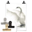 Poster Cigno - Natural Beauty