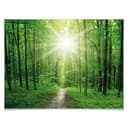 Poster - Foresta soleggiata
