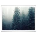 Poster - Nebbia nel bosco