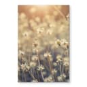 Stampa su vetro Mexican Daisy - Close up