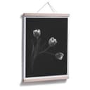 Poster Pan - Tulipani