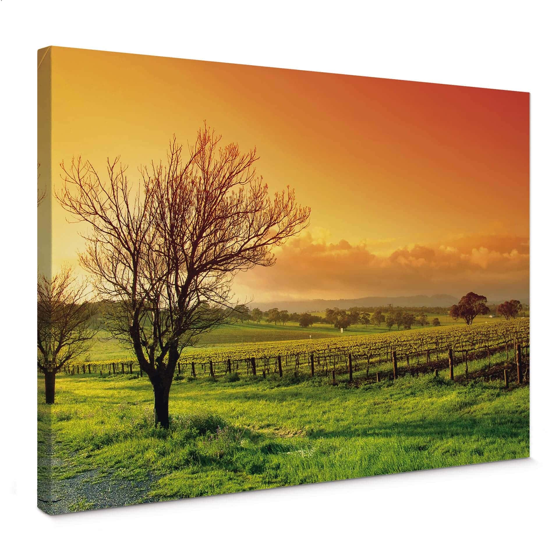 Paesaggio con vigneti