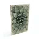 Stampa su legno Agave 02