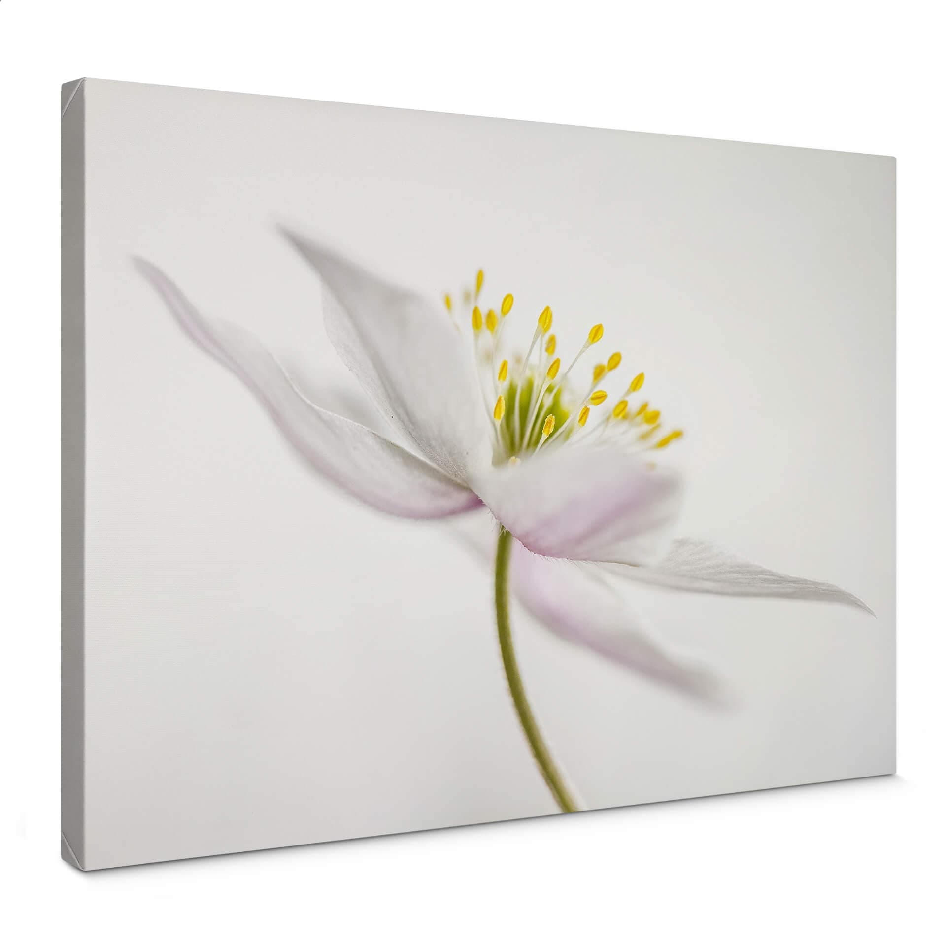 Stampa su tela Disher - Anemone