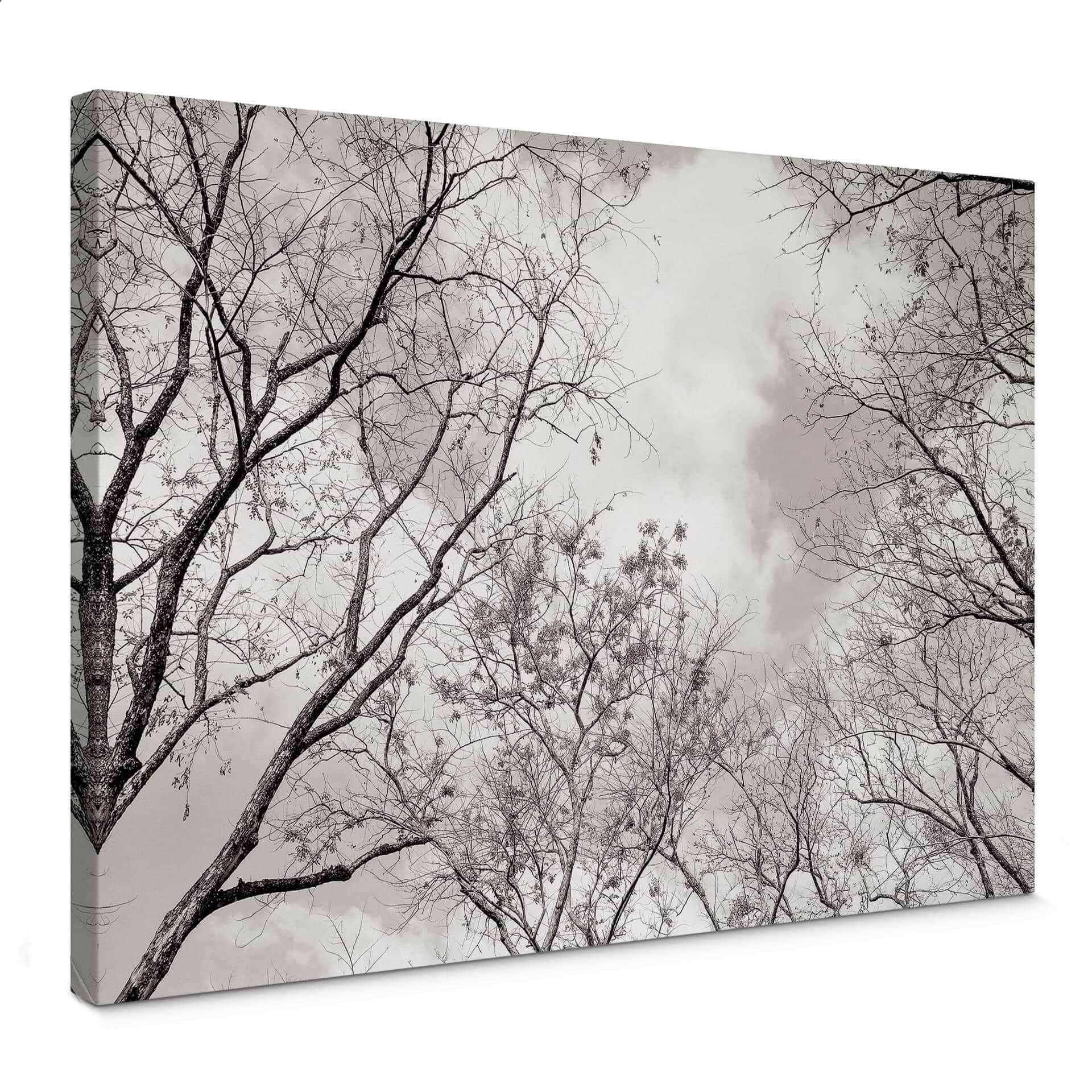 Stampa su tela - Alberi