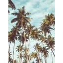 Fotomurale - Palme 08
