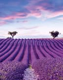 Fotomurale paesaggio, campi natura grafica opaca in viola per soggiorno 2,70 x 2,12m
