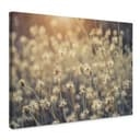 Stampa su tela - Mexican Daisy