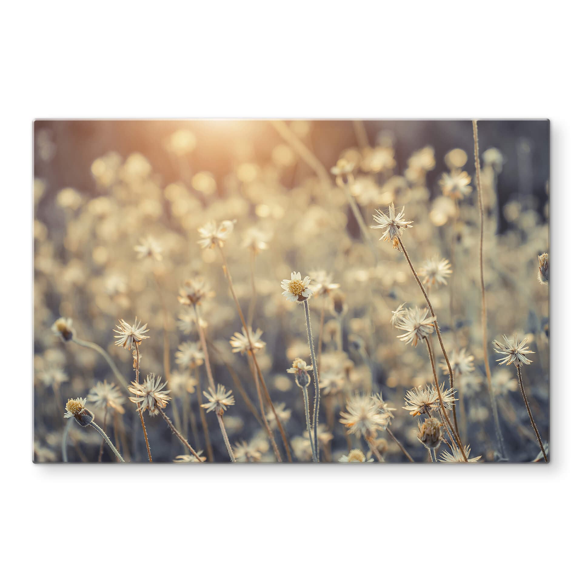 Stampa su vetro - Mexican Daisy