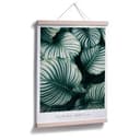 Poster Calathea Orbifolia