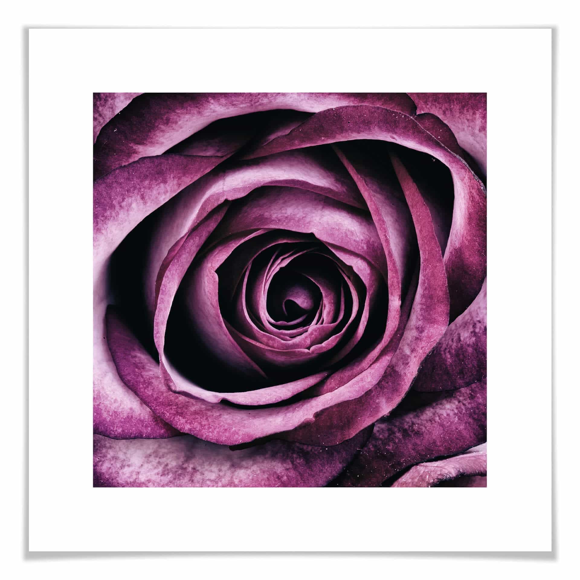 Poster - Rosa